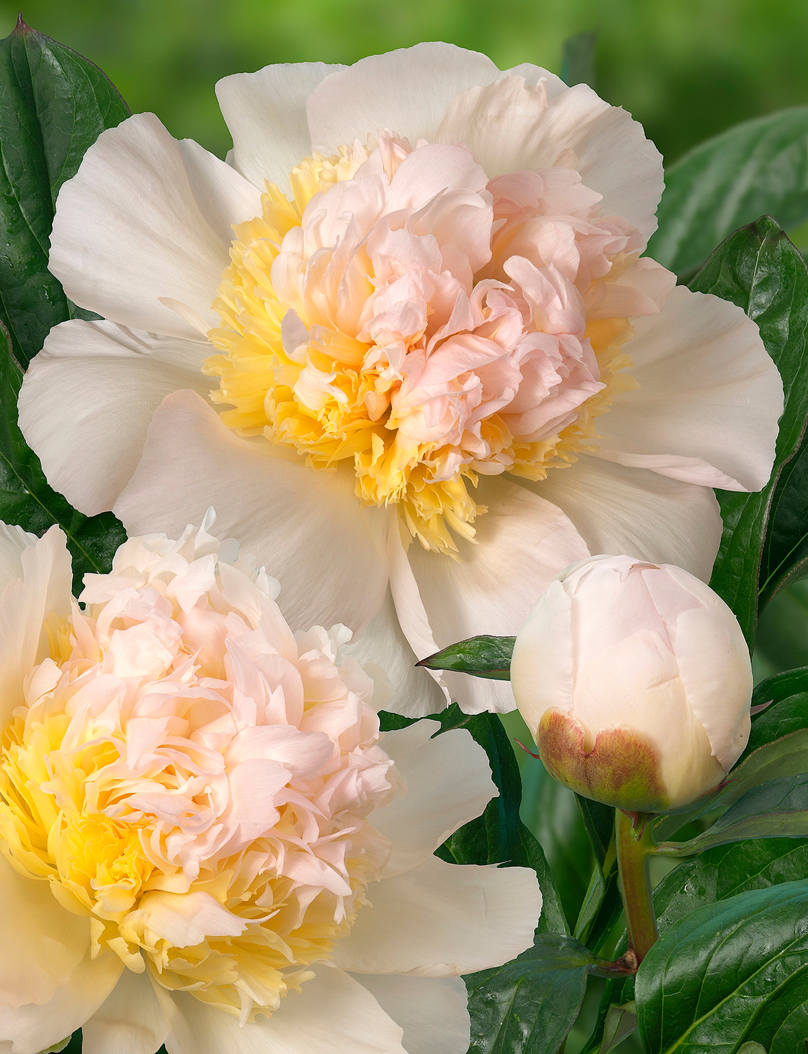 Bulbs Direct Peonies Honey Gold Peonies | Buy Peony plants online | Bulbs Direct NZ