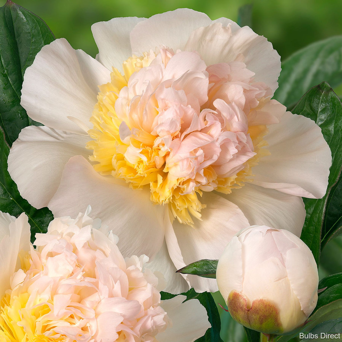 rozalynn asiatic lily Rozalynn Asiatic Lily | Order Lily Bulbs online