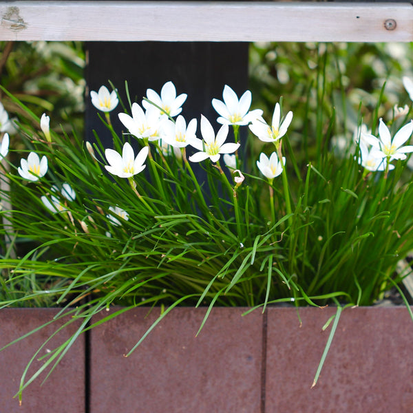 Full Sun to Part Shade Flower Bulbs | Bulbs Direct NZ