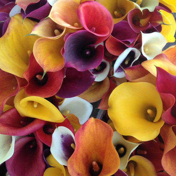 Calla Mixed