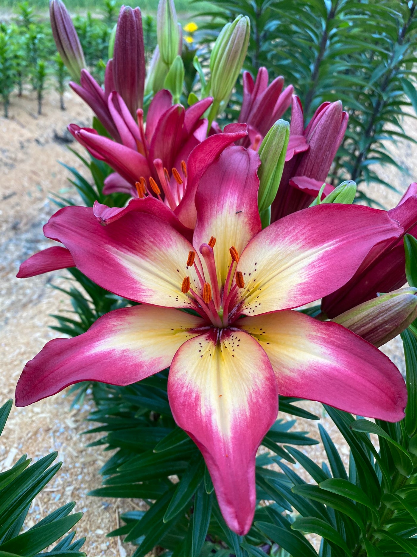 heartstrings asiatic lily Heartstrings Asiatic Lily | Order Lily Bulbs online