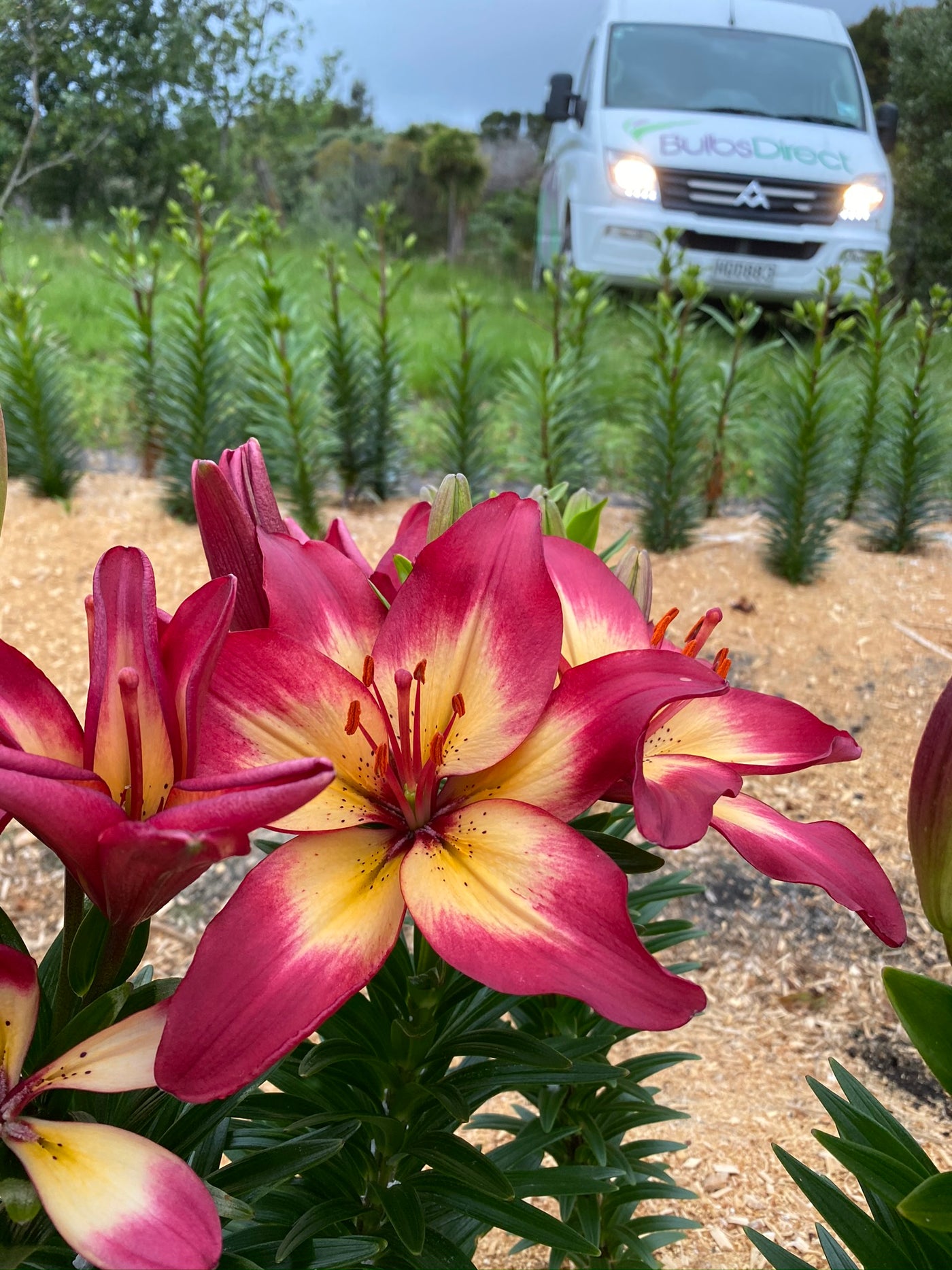 heartstrings asiatic lily Heartstrings Asiatic Lily | Order Lily Bulbs online