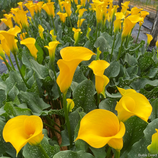 Gold Callas Buy Calla Lily Bulbs online Bulbs Direct NZ