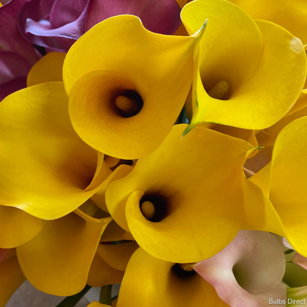 Gold Callas Buy Calla Lily Bulbs online Bulbs Direct NZ