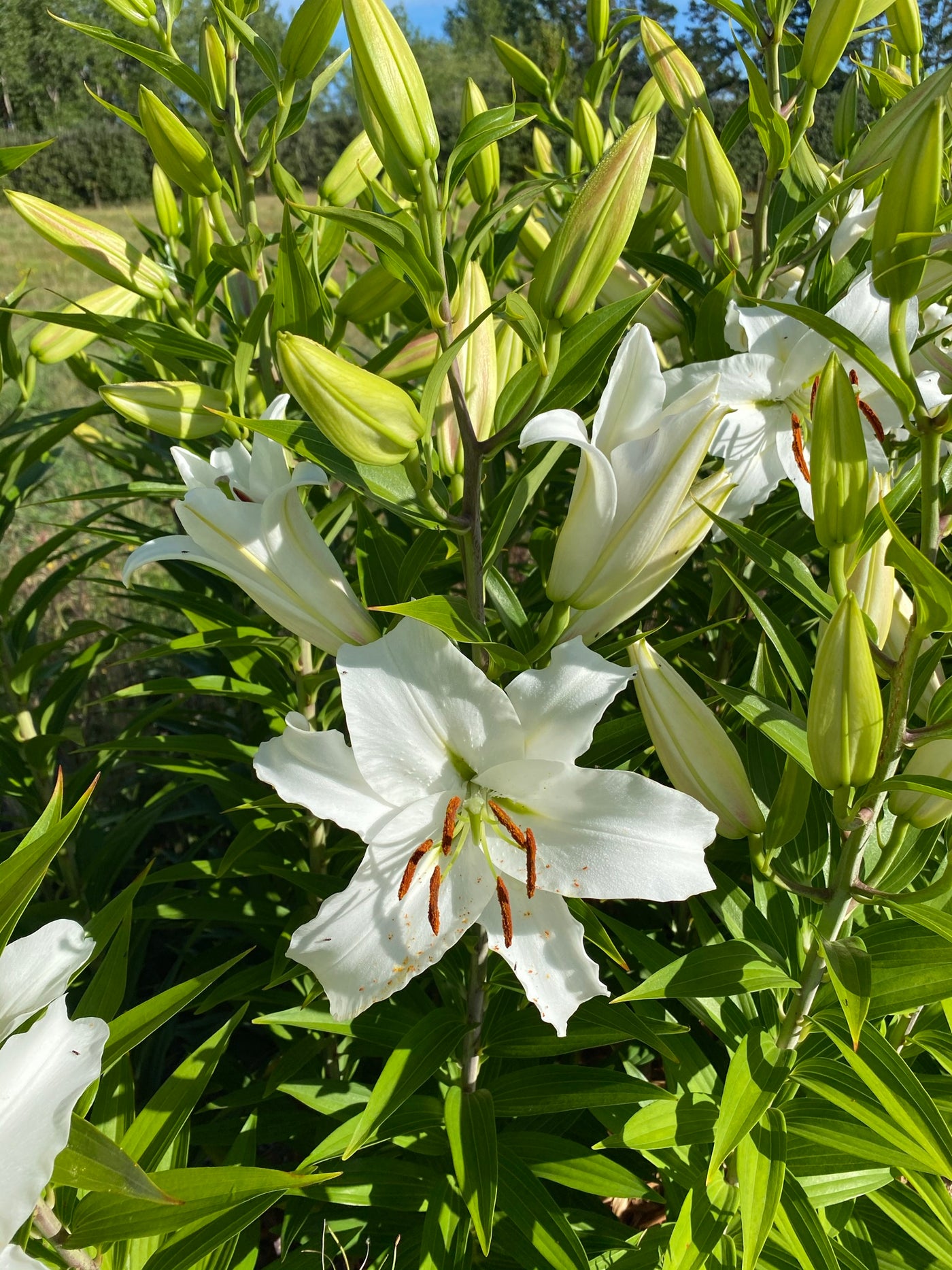 white oriental lily varieties Topeka Oriental Lilies | Buy Lily Bulbs online