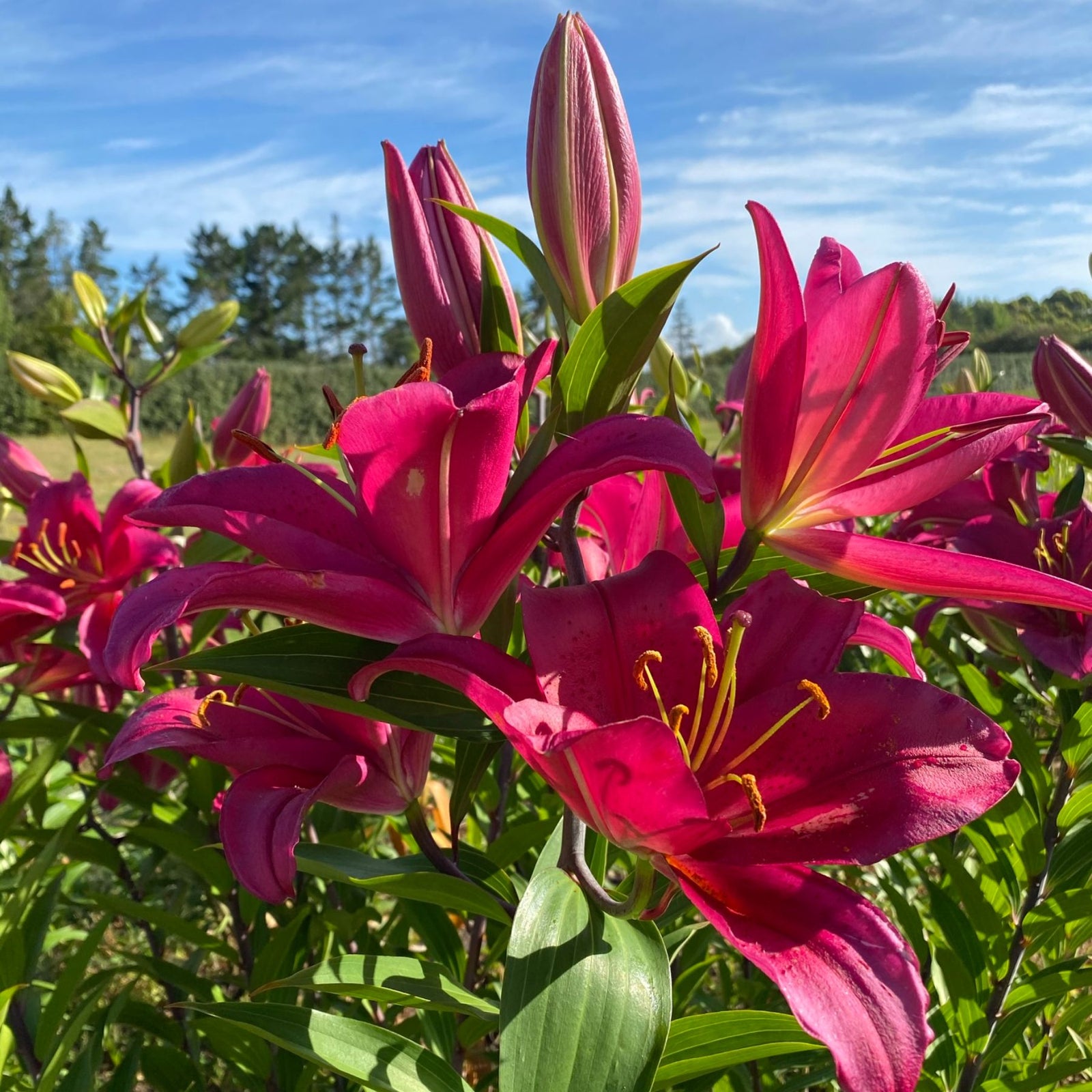 tang lily flower Tarrango Oriental Lilies | Buy Lily Bulbs online