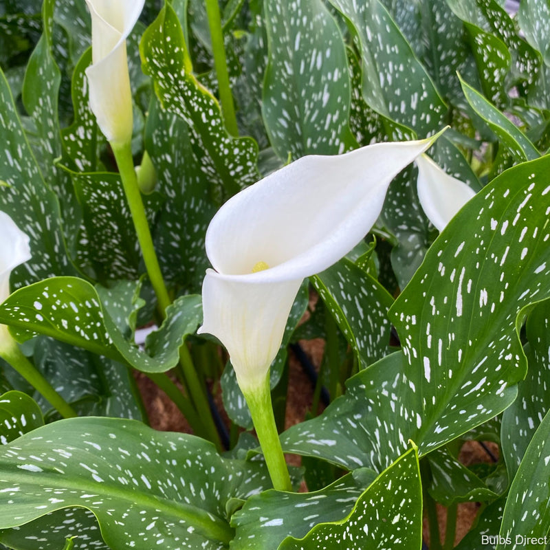 giant white calla lily bulbs Snowbird Callas | Buy Calla Lily Bulbs online