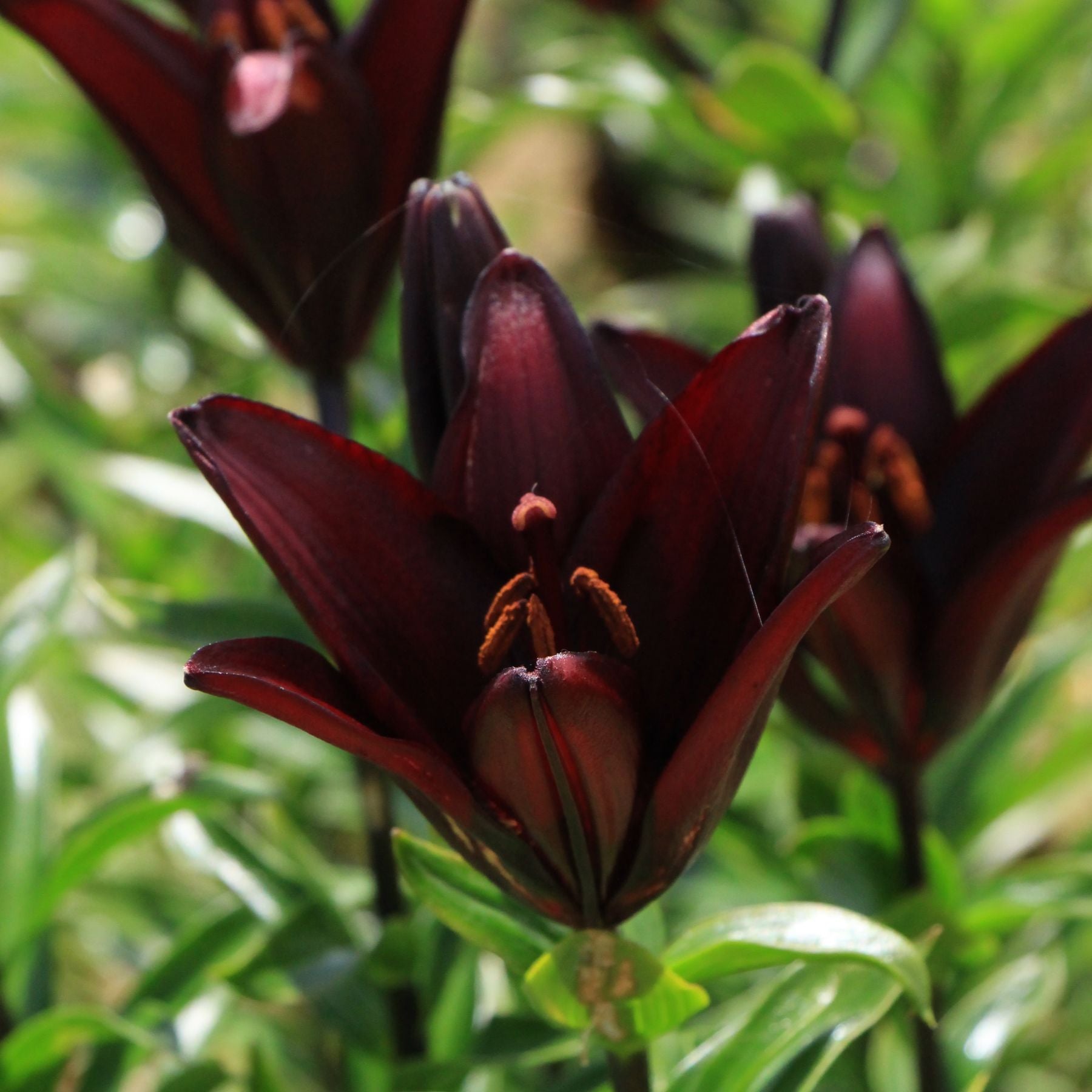 Landini Asiatic Lily Order Lily Bulbs online Bulbs Direct NZ