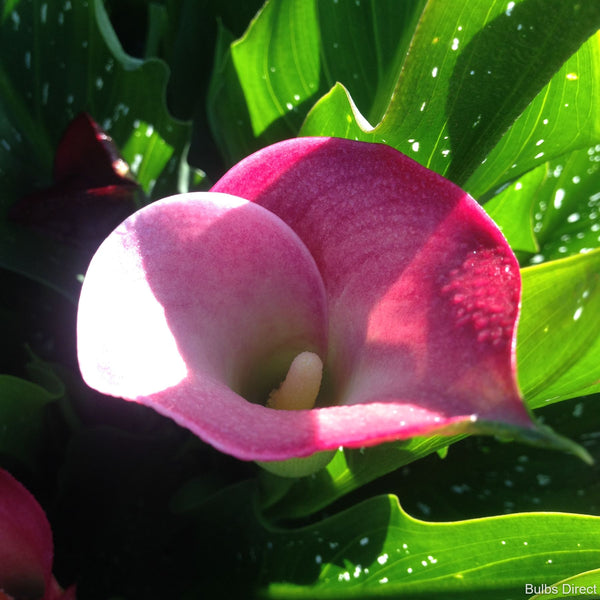 Pink Callas Buy Calla Lily Bulbs online Bulbs Direct NZ
