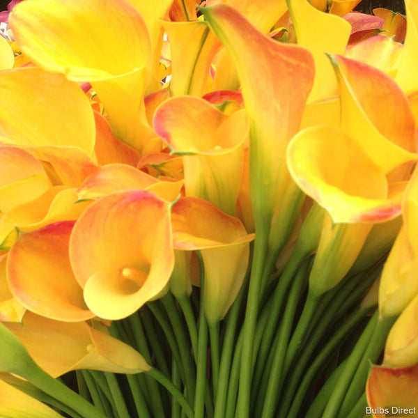 Tahiti Callas Buy Calla Lily Bulbs online Bulbs Direct NZ