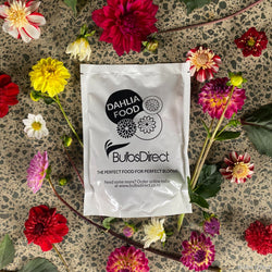 dahlia plant fertilizer Dahlia Food
