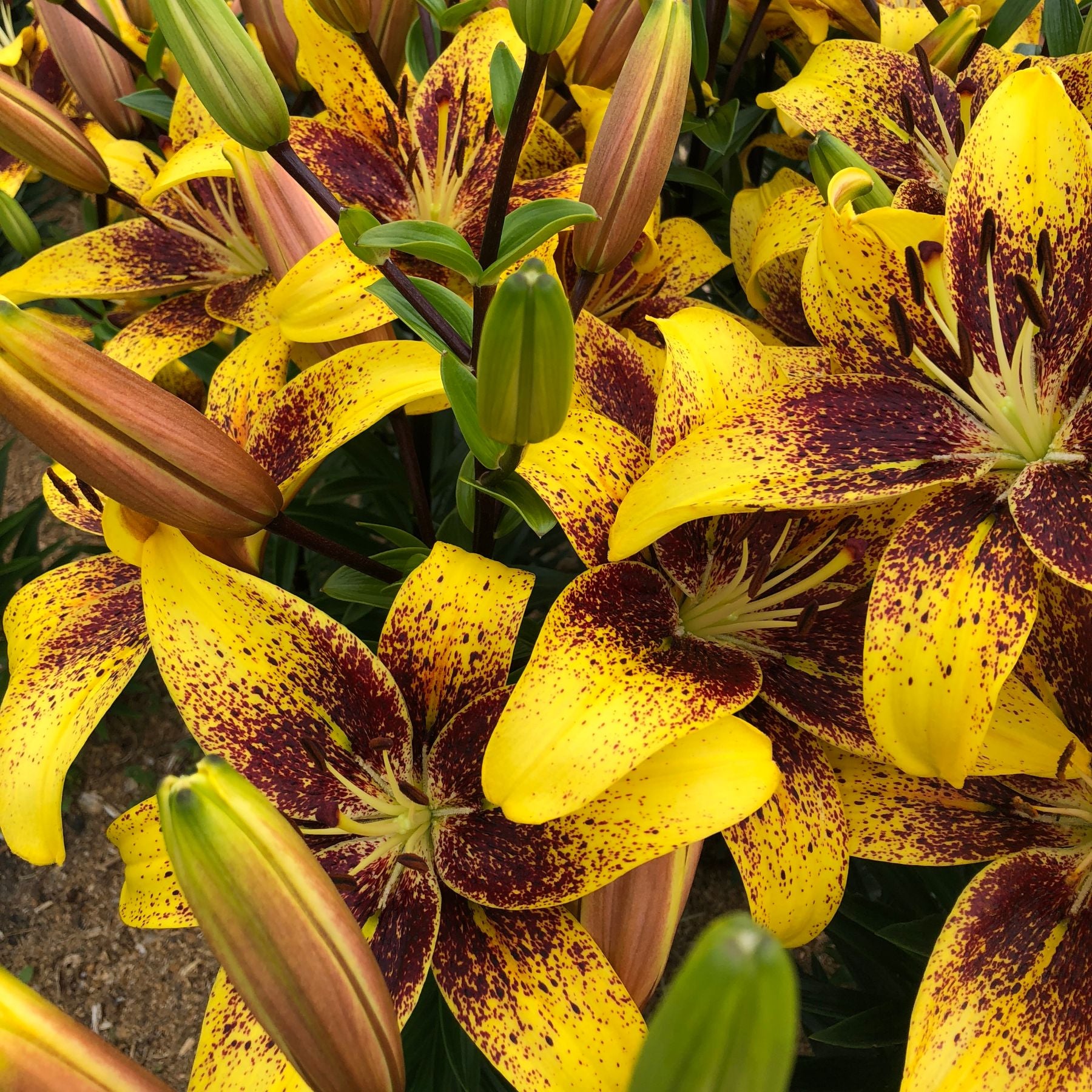 Tasmania Asiatic Lily Buy Lily Bulbs online Bulbs Direct NZ