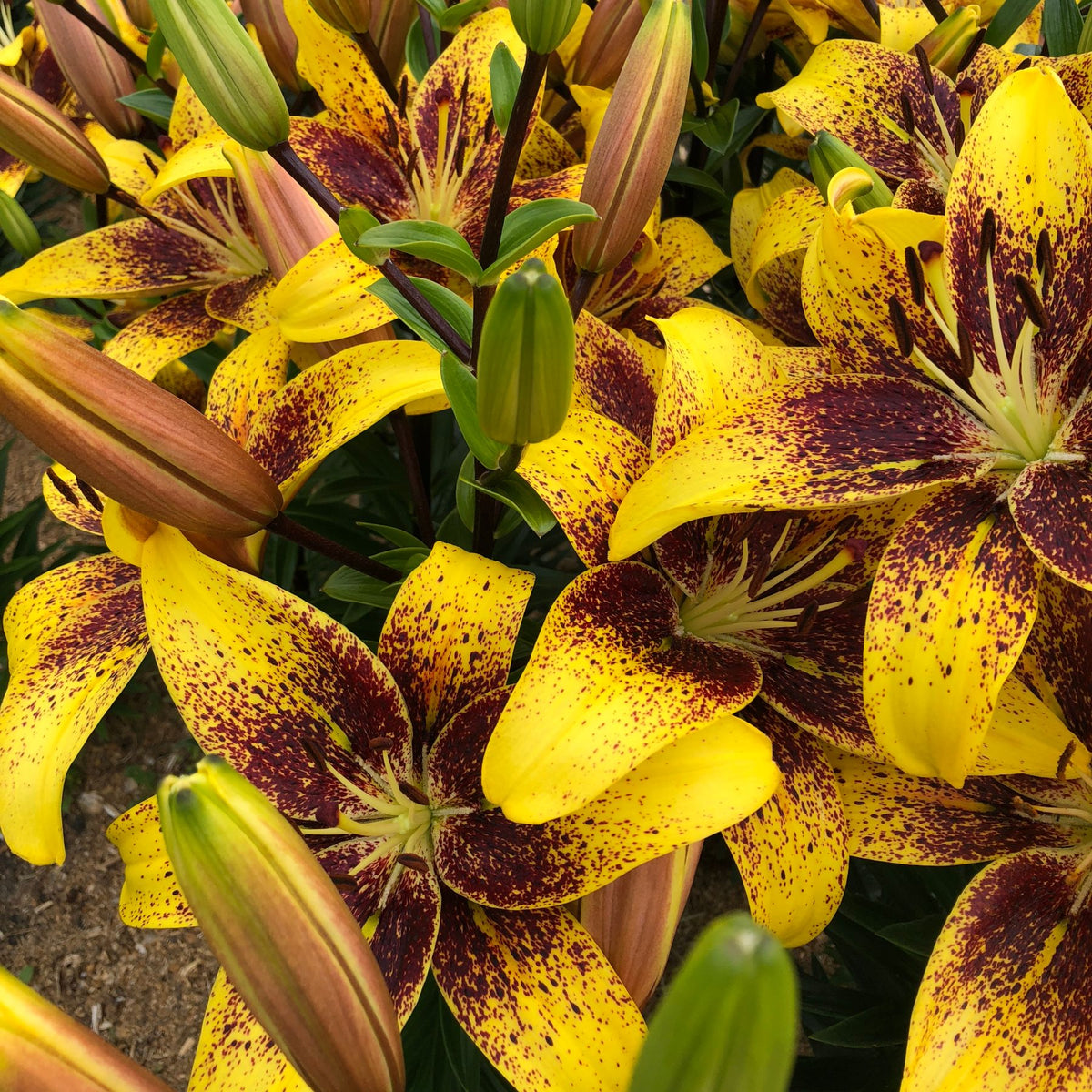 White Pixels Asiatic Lily | Order Lily Bulbs online