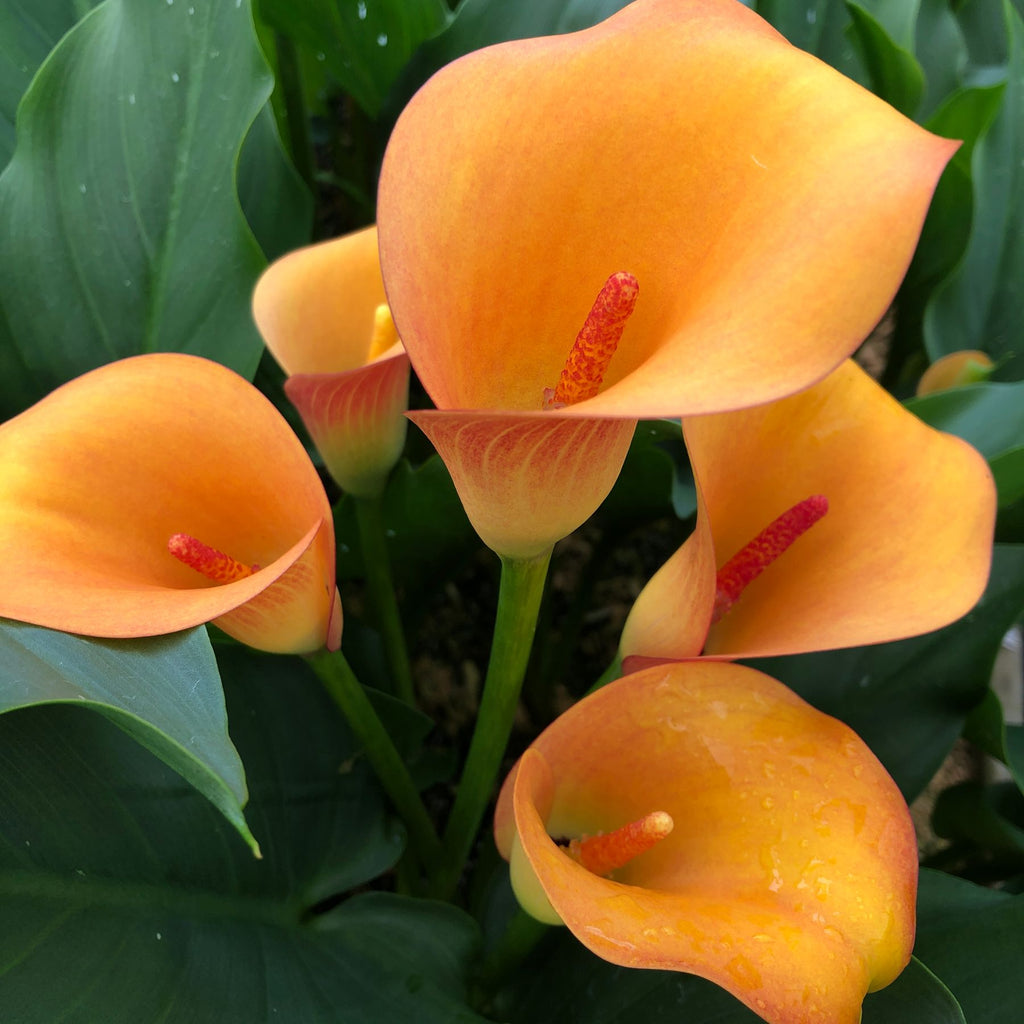 Луковички каллы. Калла пассион. Луковичные калла пикассо. Калла лавендер джем 1 шт. Калла гарнет глоу.