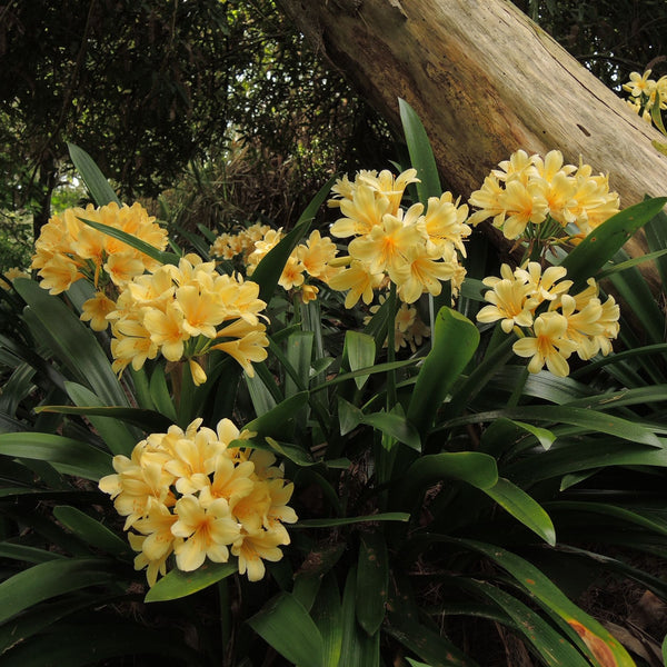 Full Shade Flower Bulbs Bulbs Direct