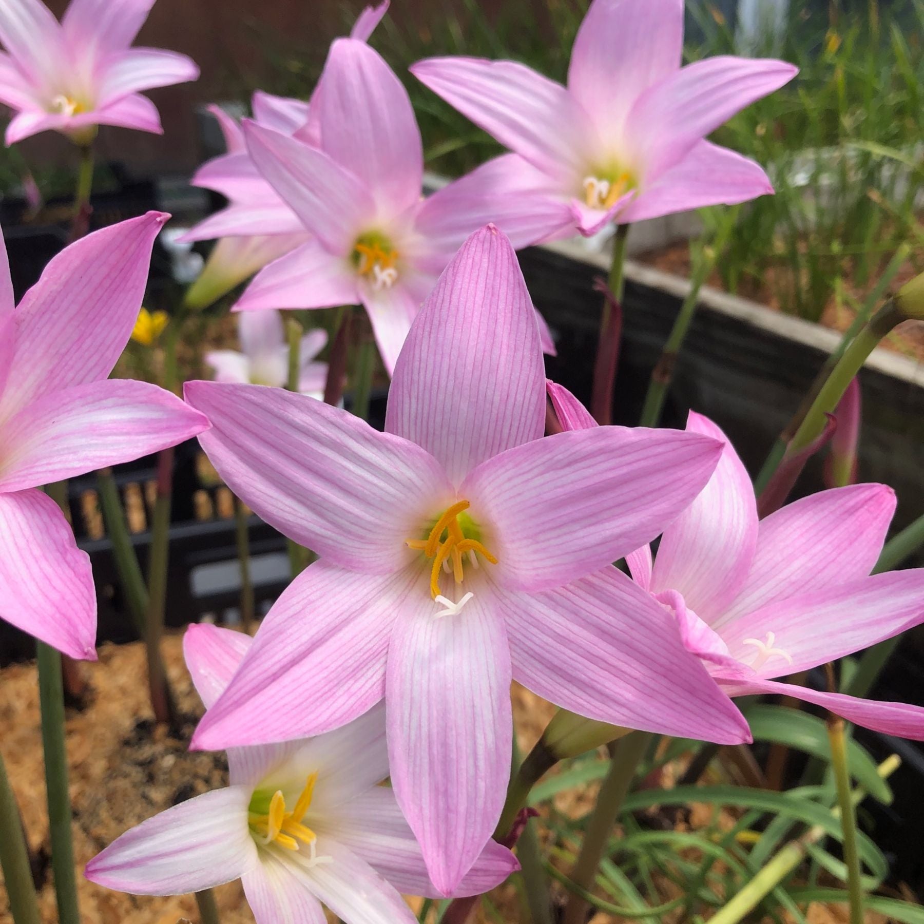 Zephyranthes John Fellers – Bulbs Direct