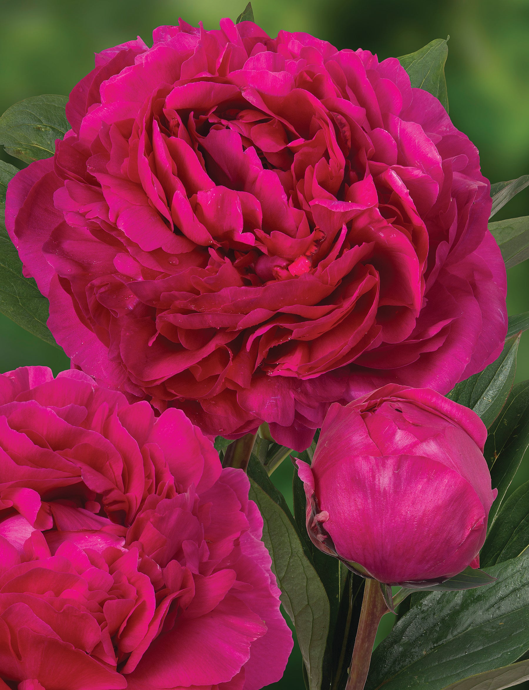 Bulbs Direct Peonies Kansas Peonies | Buy Peony plants online | Bulbs Direct NZ