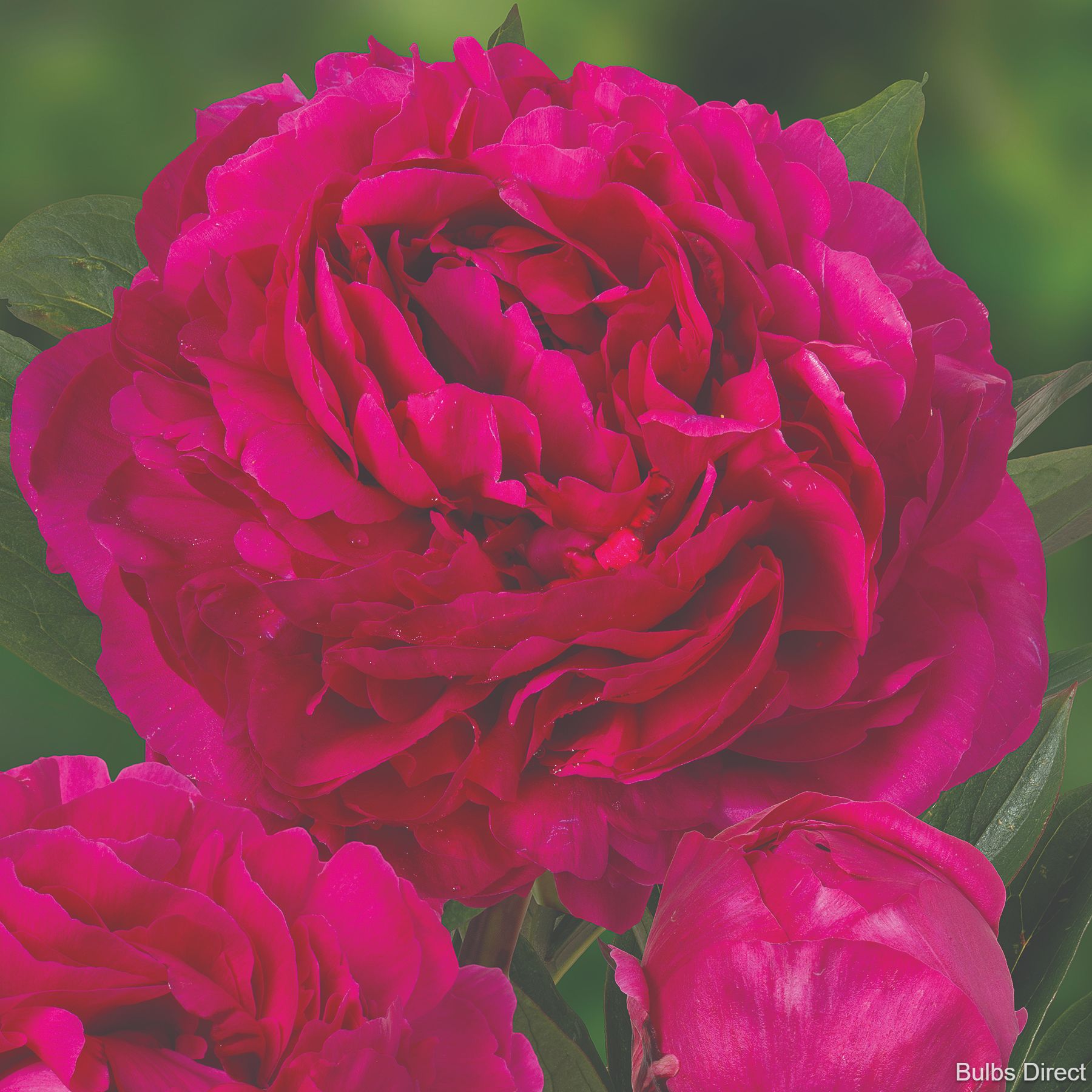 Bulbs Direct Peonies Kansas Peonies | Buy Peony plants online | Bulbs Direct NZ