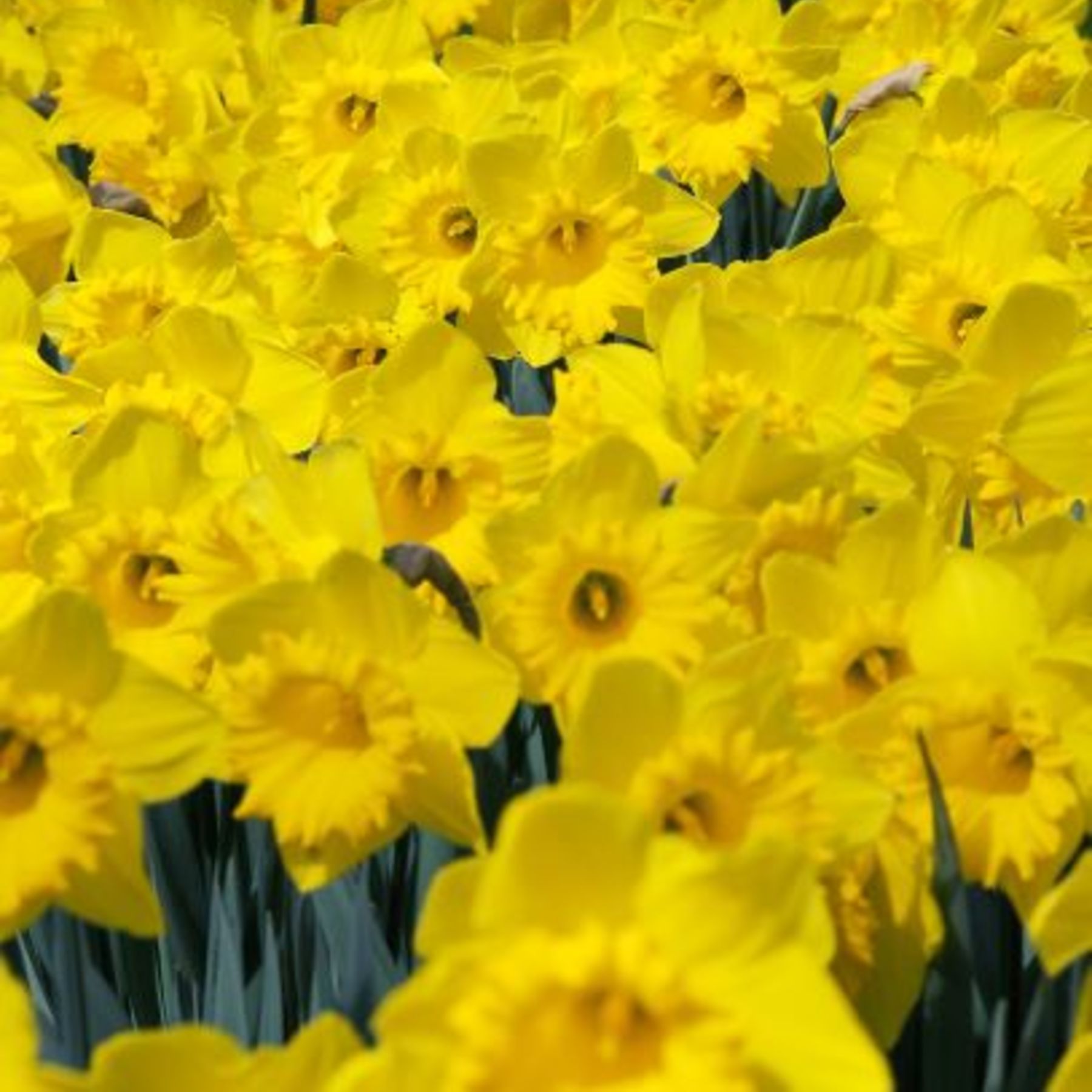 King Alfred Daffodils | Order Daffodil Bulbs Online | Bulbs Direct NZ