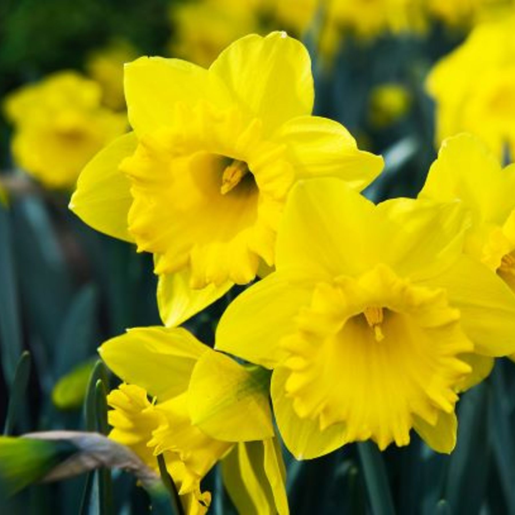 King Alfred Daffodils | Order Daffodil Bulbs Online | Bulbs Direct NZ