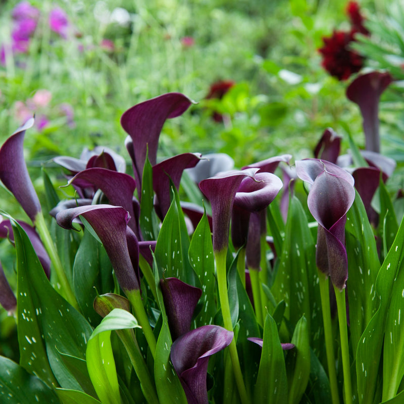 Landed Eagle Purple Calla Lily