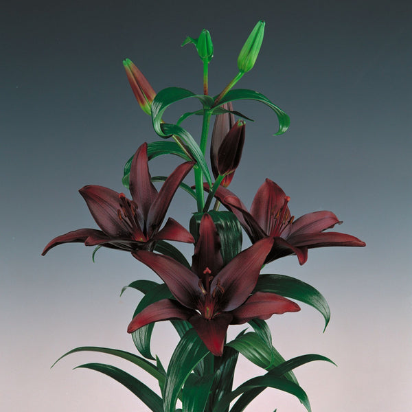 Landini Asiatic Lily Order Lily Bulbs online Bulbs Direct NZ