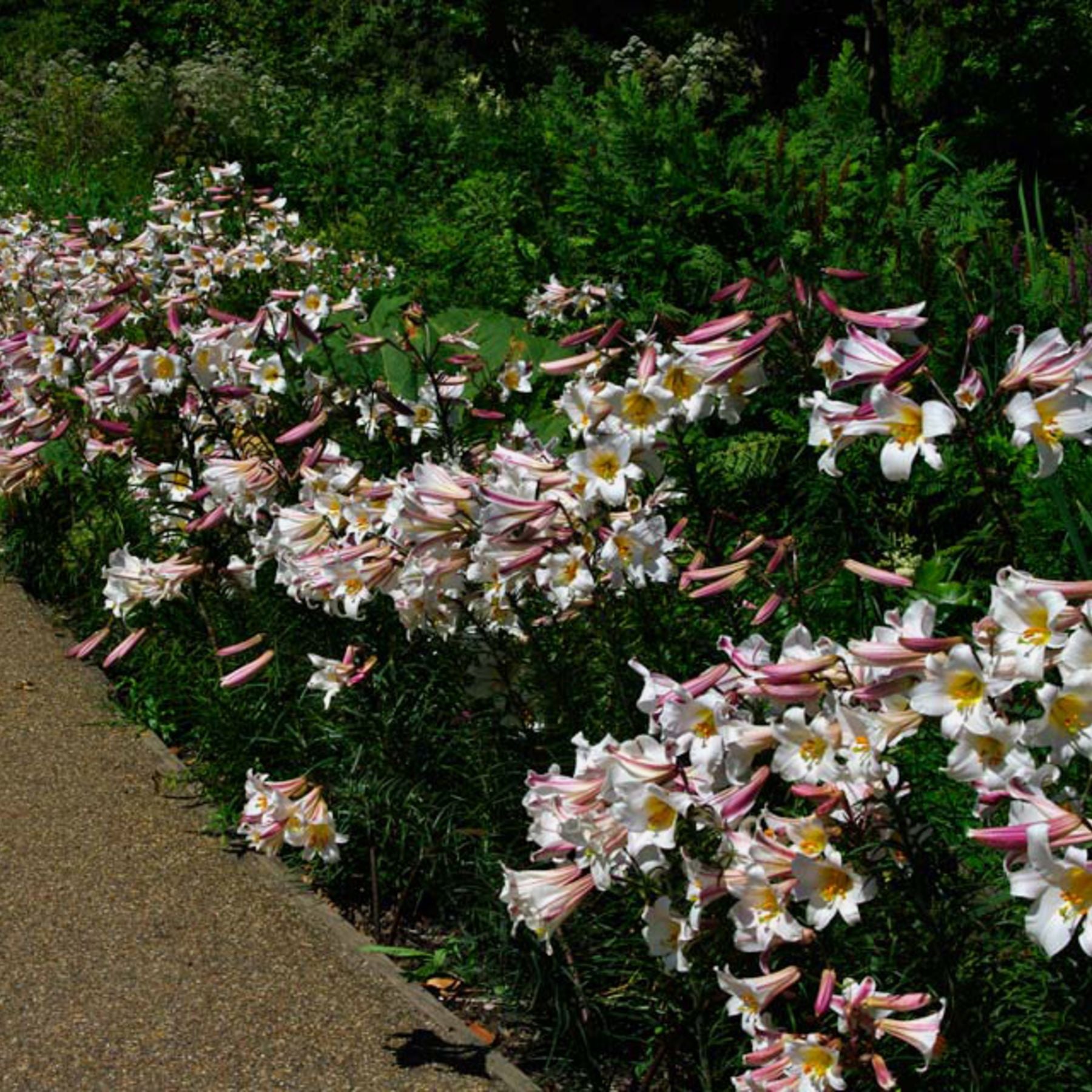 Regale Christmas Lily Order Lily Bulbs online Bulbs Direct NZ