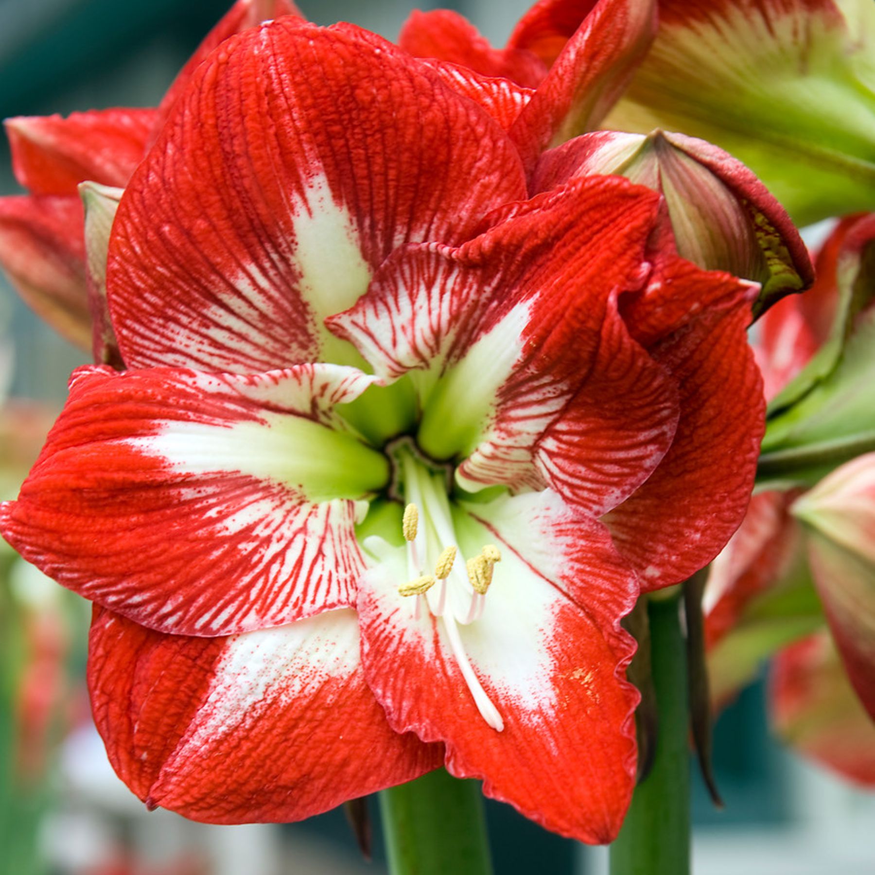 Mega Star Hippeastrum Order Bulbs online Bulbs Direct NZ