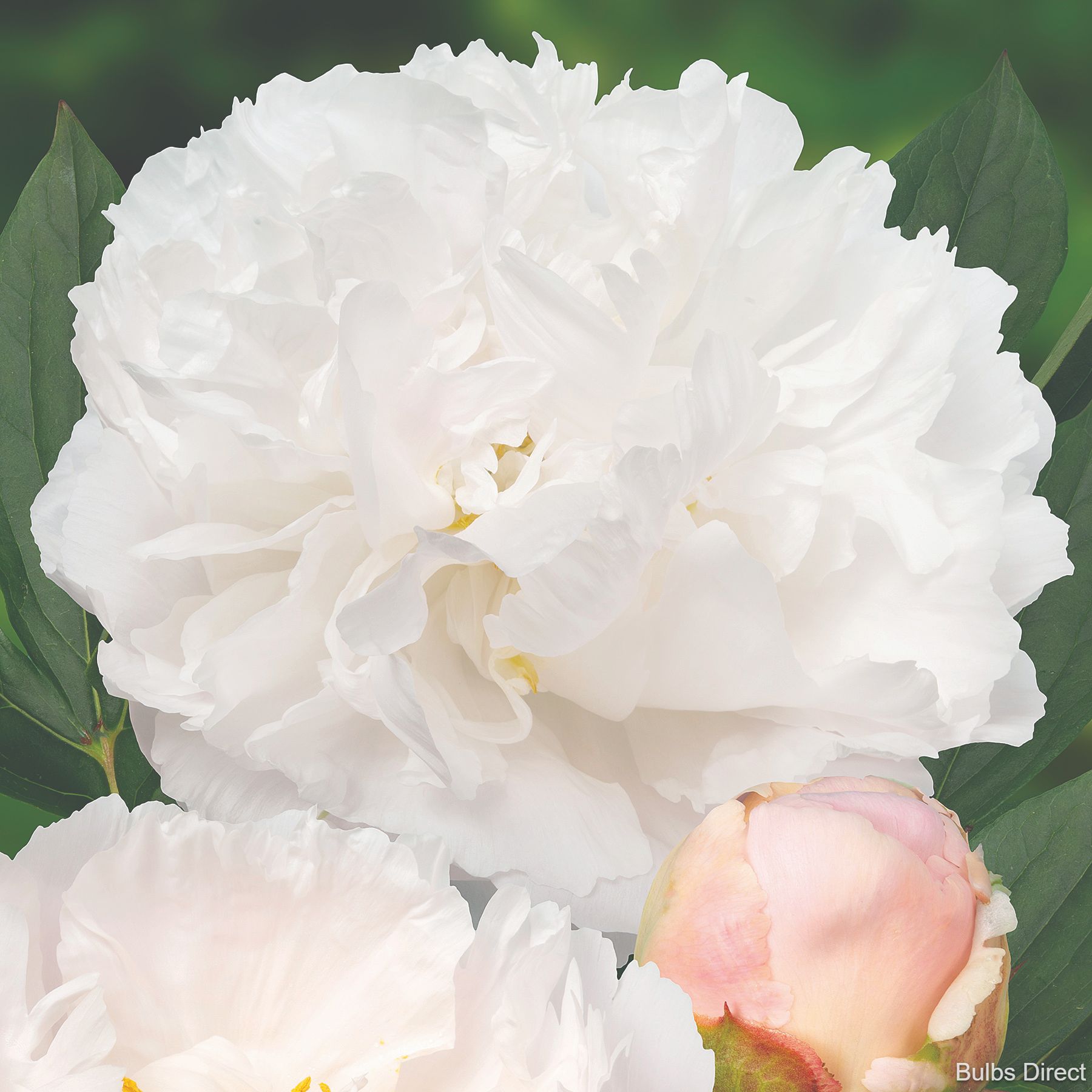 Miss America Peonies | Buy Peony plants online | Bulbs Direct NZ