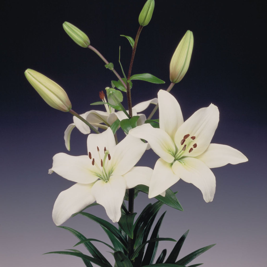 asiatic lily navona Navona Asiatic Lilies | Buy Lily Bulbs online