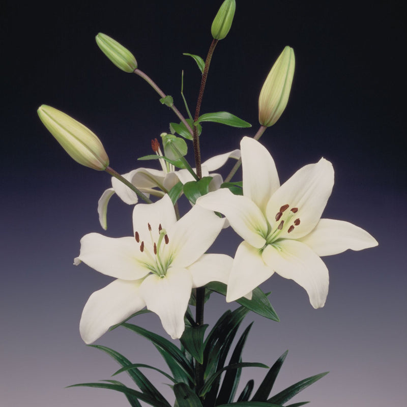 asiatic lily navona Navona Asiatic Lilies | Buy Lily Bulbs online