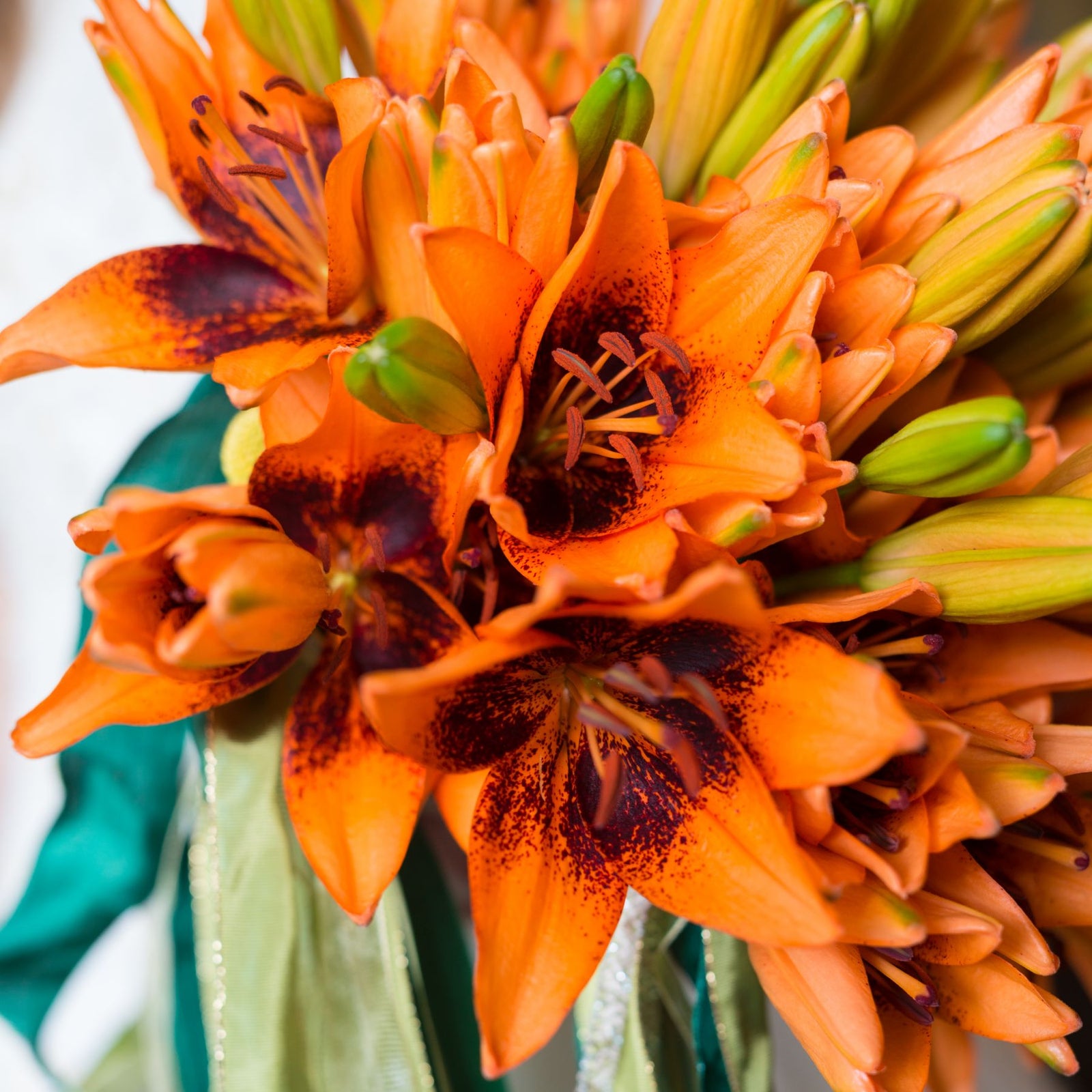 asiatic lilies orange Orange Art Asiatic Lily | Order Lily Bulbs online