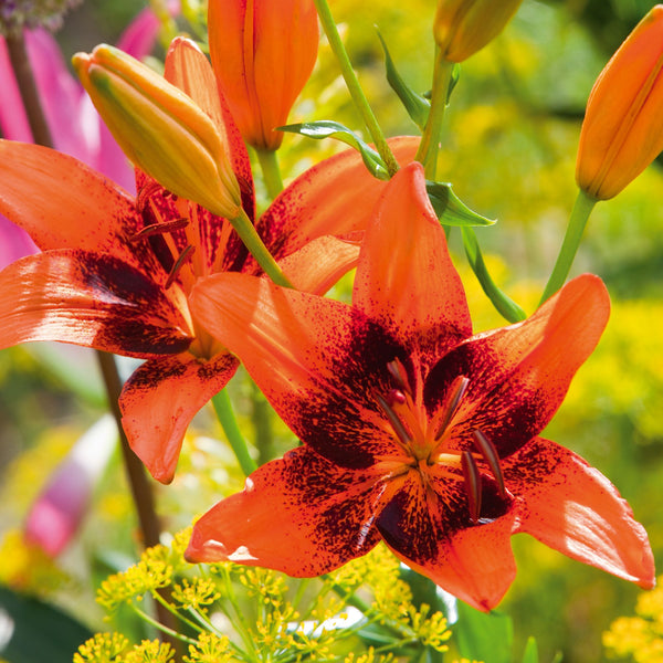 Orange Matrix Asiatic Lily | Order Lily Bulbs online | Bulbs Direct NZ
