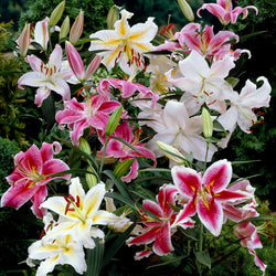 Oriental Lily Mixv