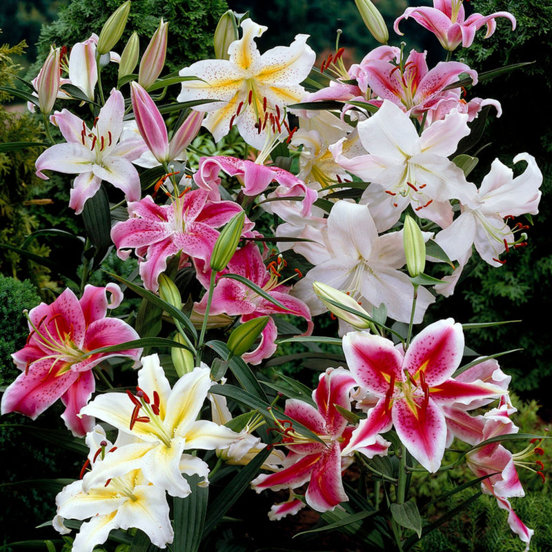 Oriental Lily Mixv