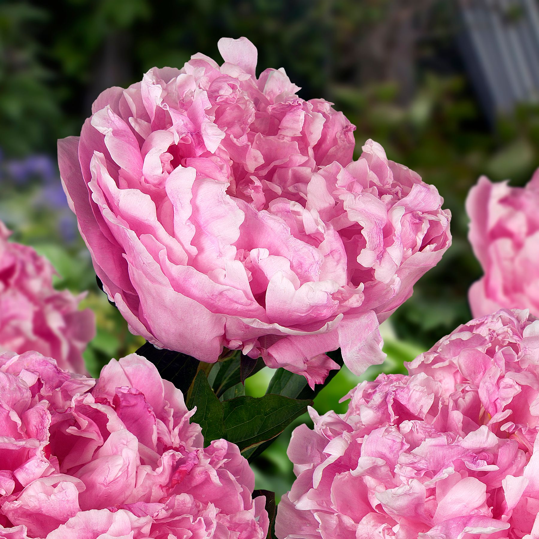 Alexander Fleming Peony | Order your Peonies online | Bulbs Direct NZ