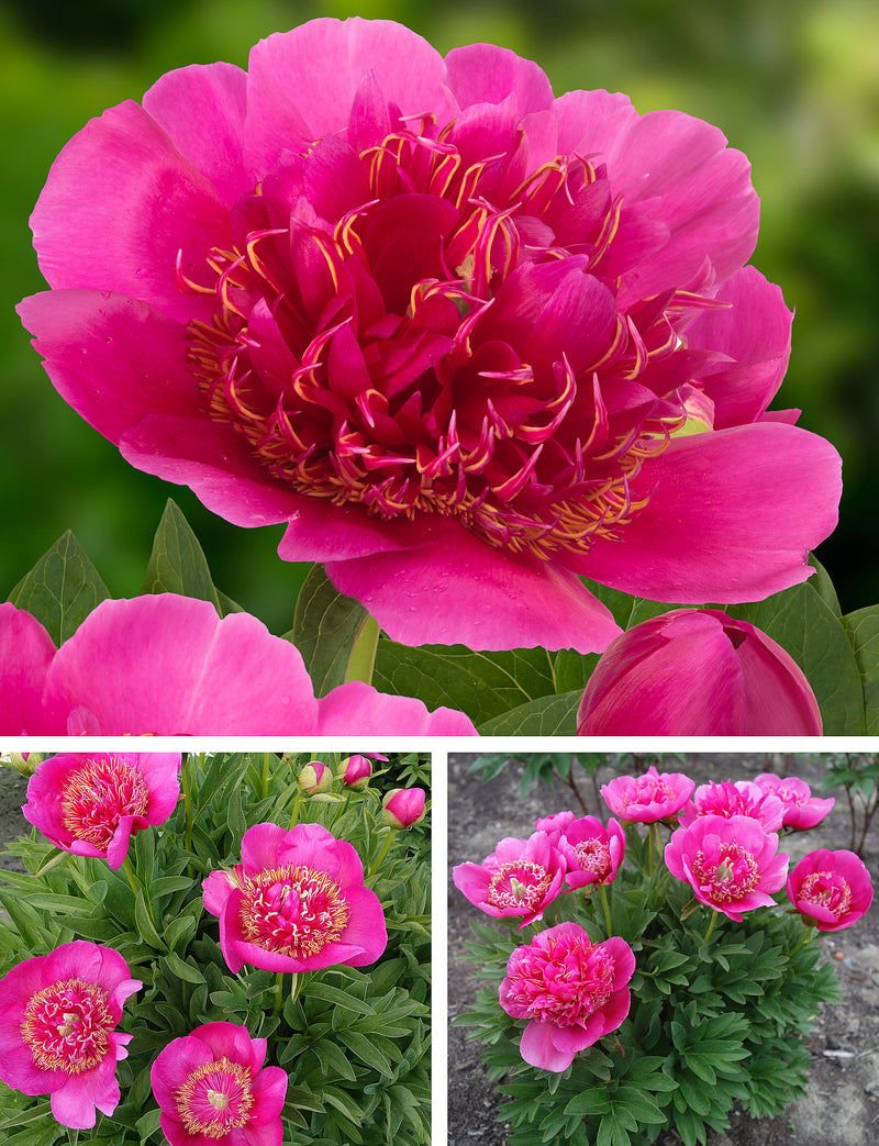 Anemoniflora Peony Buy Peony Plants Online Bulbs Direct NZ anemoniflora-peony-buy-peony-plants-online-bulbs-direct-nz