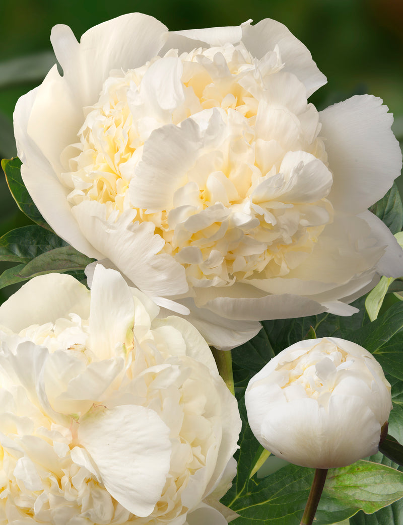 Bulbs Direct Peonies Bridal Shower Peonies | Buy Peony plants online | Bulbs Direct NZ