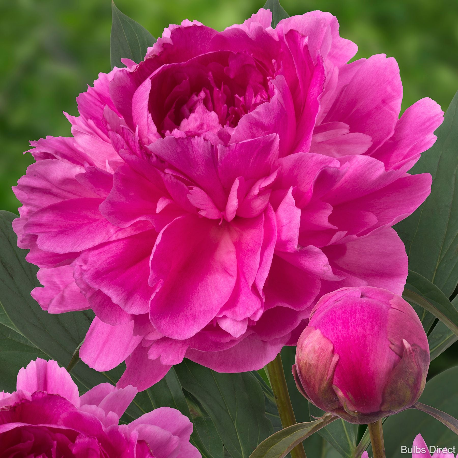 Bunker Hill Peonies Buy Peony plants online Bulbs Direct NZ