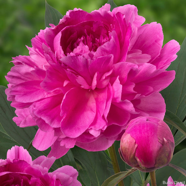 Bunker Hill Peonies | Buy Peony plants online | Bulbs Direct NZ