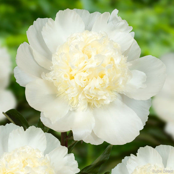 Charles White Peonies | Buy Peony plants online | Bulbs Direct NZ