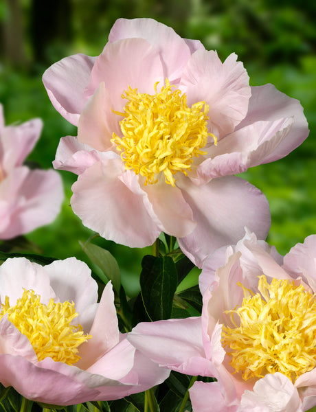Bulbs Direct Peonies Garden Lace Peony | Order your Peonies online | Bulbs Direct NZ