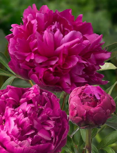 Inspecteur Lavergne Peonies | Buy Peony plants online | Bulbs Direct NZ