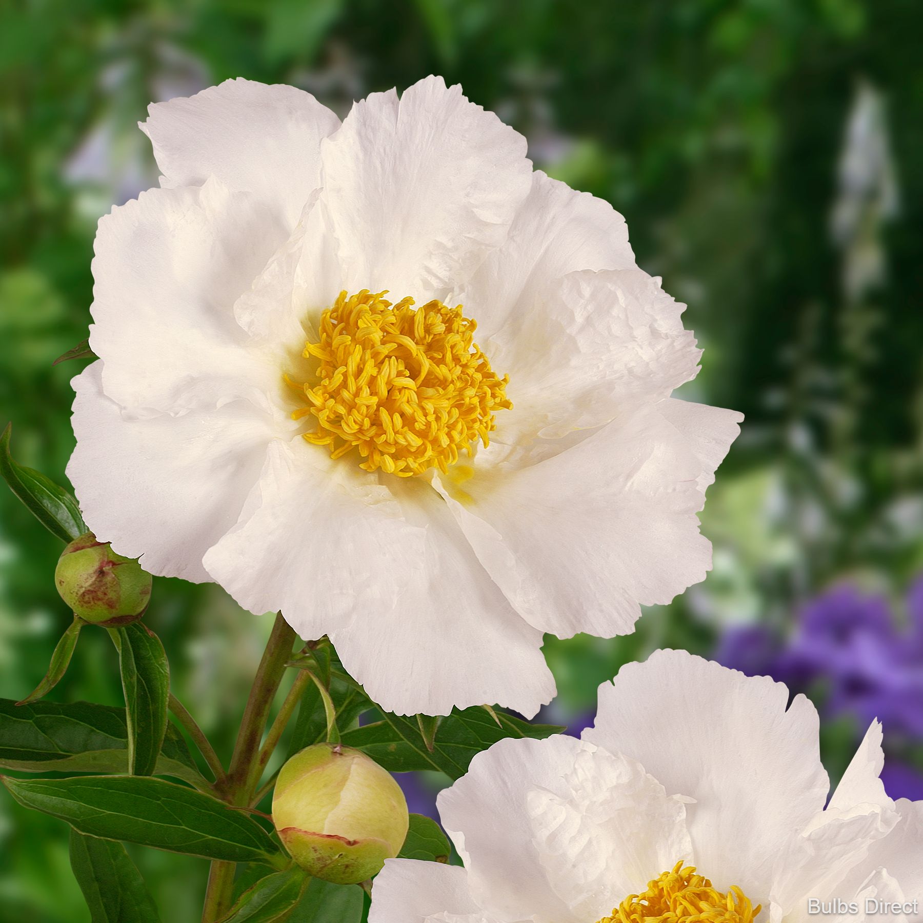 Bulbs Direct Peonies Krinkled White Peonies | Buy Peony plants online | Bulbs Direct NZ
