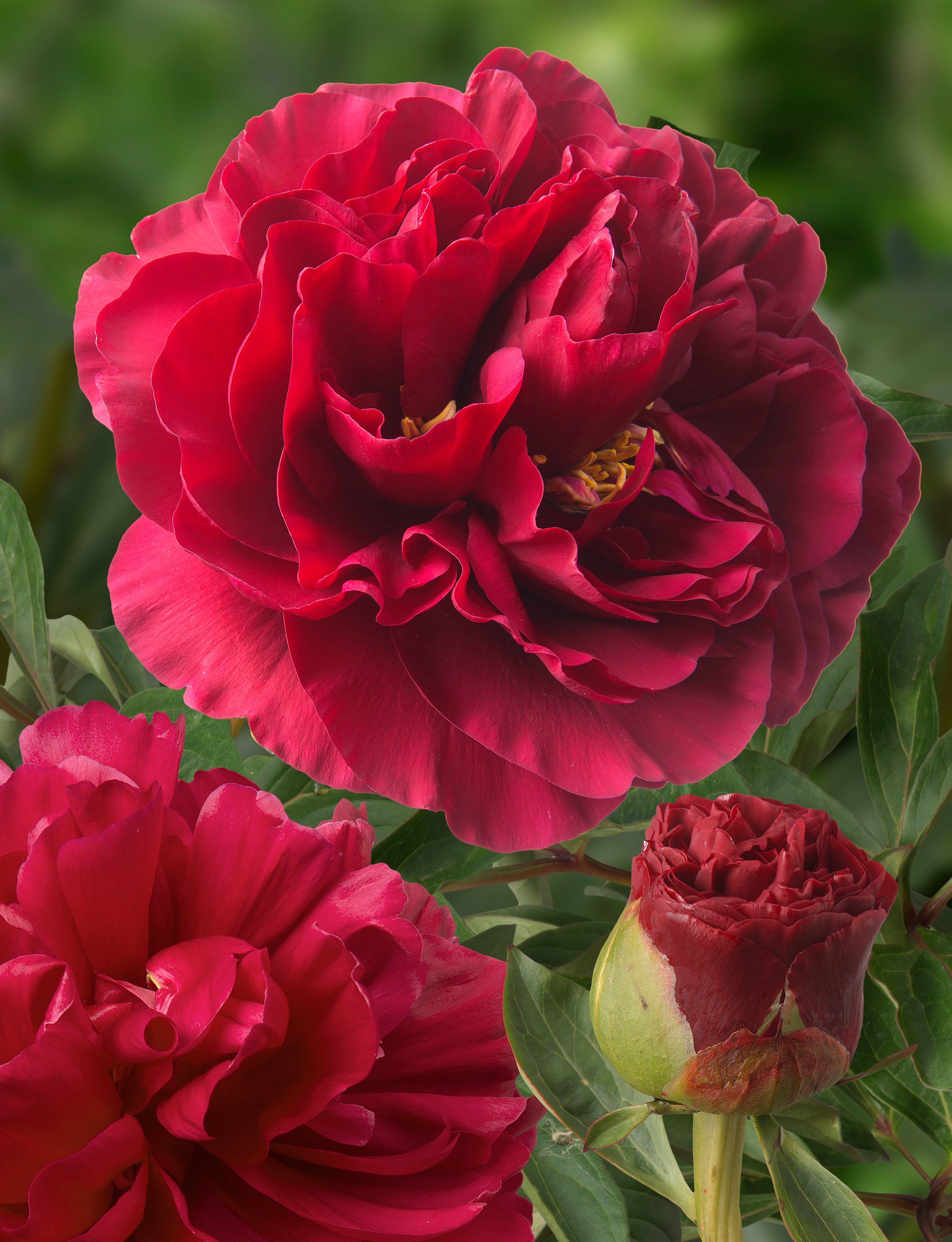 Ole Faithful Peonies | Buy Peony plants online | Bulbs Direct