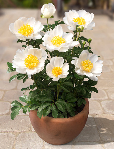 Dublin Patio Peonies | Buy Peony plants online | Bulbs Direct NZ