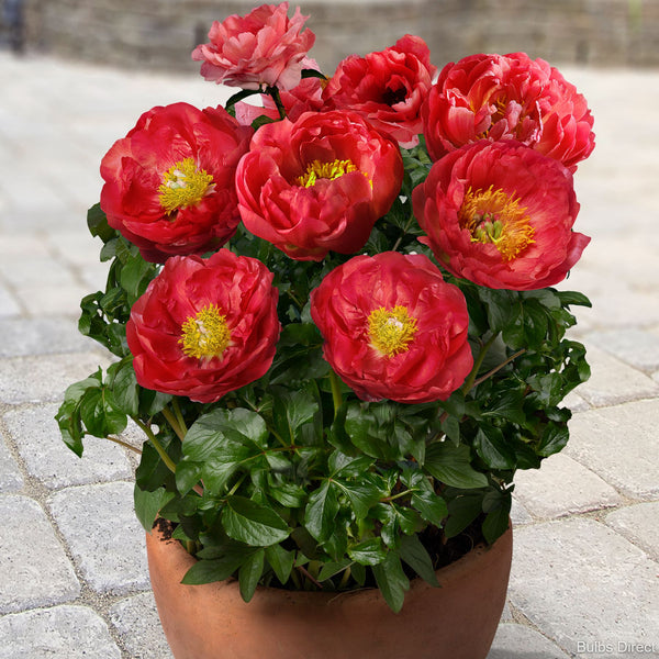 Bulbs Direct Peonies Moscow Patio Peonies | Buy Peony plants online | Bulbs Direct NZ