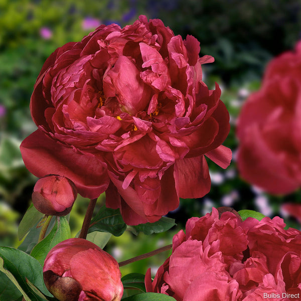 Bulbs Direct Peonies Red Sarah Bernhardt Peonies | Buy Peony plants online | Bulbs Direct