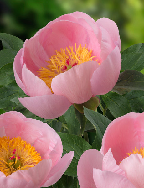 Bulbs Direct Peonies Soft Salmon Saucer Peony | Order your Peonies online | Bulbs Direct NZ