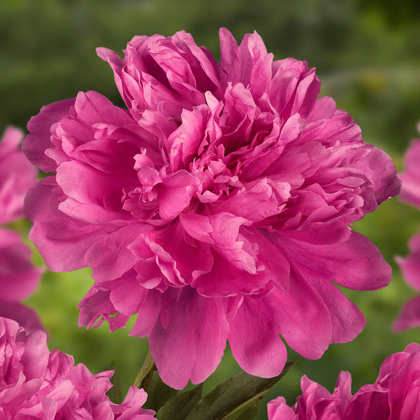 Amabilis Peony | Buy Peony plants online | Bulbs Direct NZ